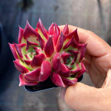 MELBOURNE SYDNEY ADELAIDE QUEENSLAND CANBERRA VICTORIA NSW QUEENSLAND SOUTH AUSTRALIA ACT SUCCULENT 多肉 墨尔本 维多利亚 澳洲 澳大利亚 悉尼 新南威尔士 阿德莱德 南澳 昆士兰 布里斯本 黄金海岸 多肉植物 堪培拉 Echeveria Sara Bonnie 莎拉邦妮