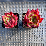 Echeveria Sara Bonnie