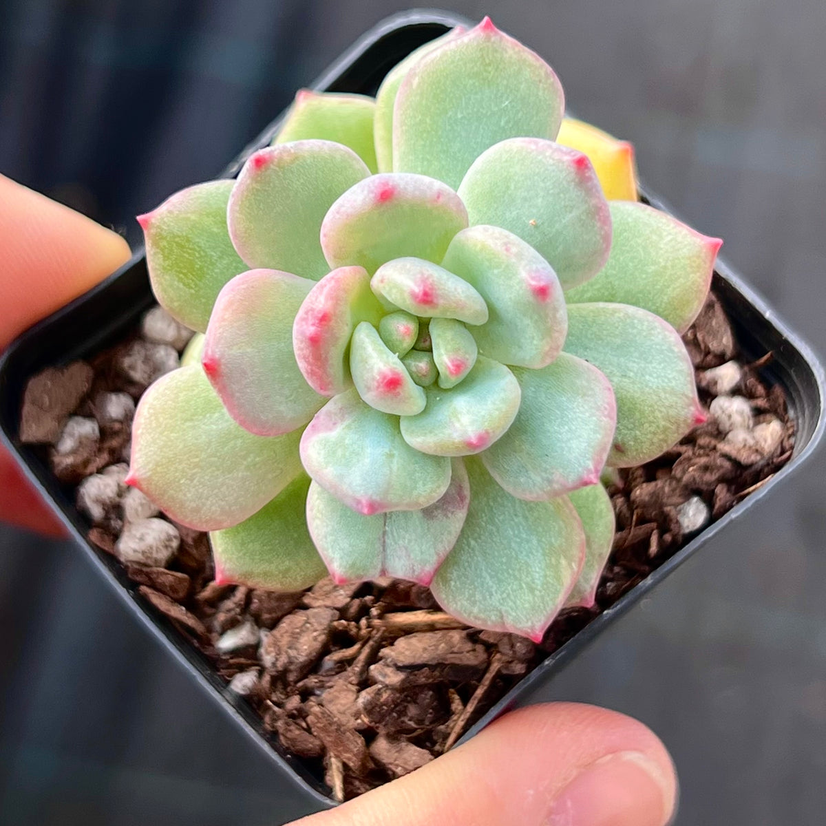green apple succulent Echeveria Green Apple