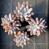Echeveria Tolimanensis