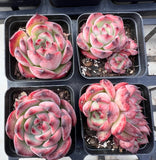 Echeveria fire pillar semi monstrose