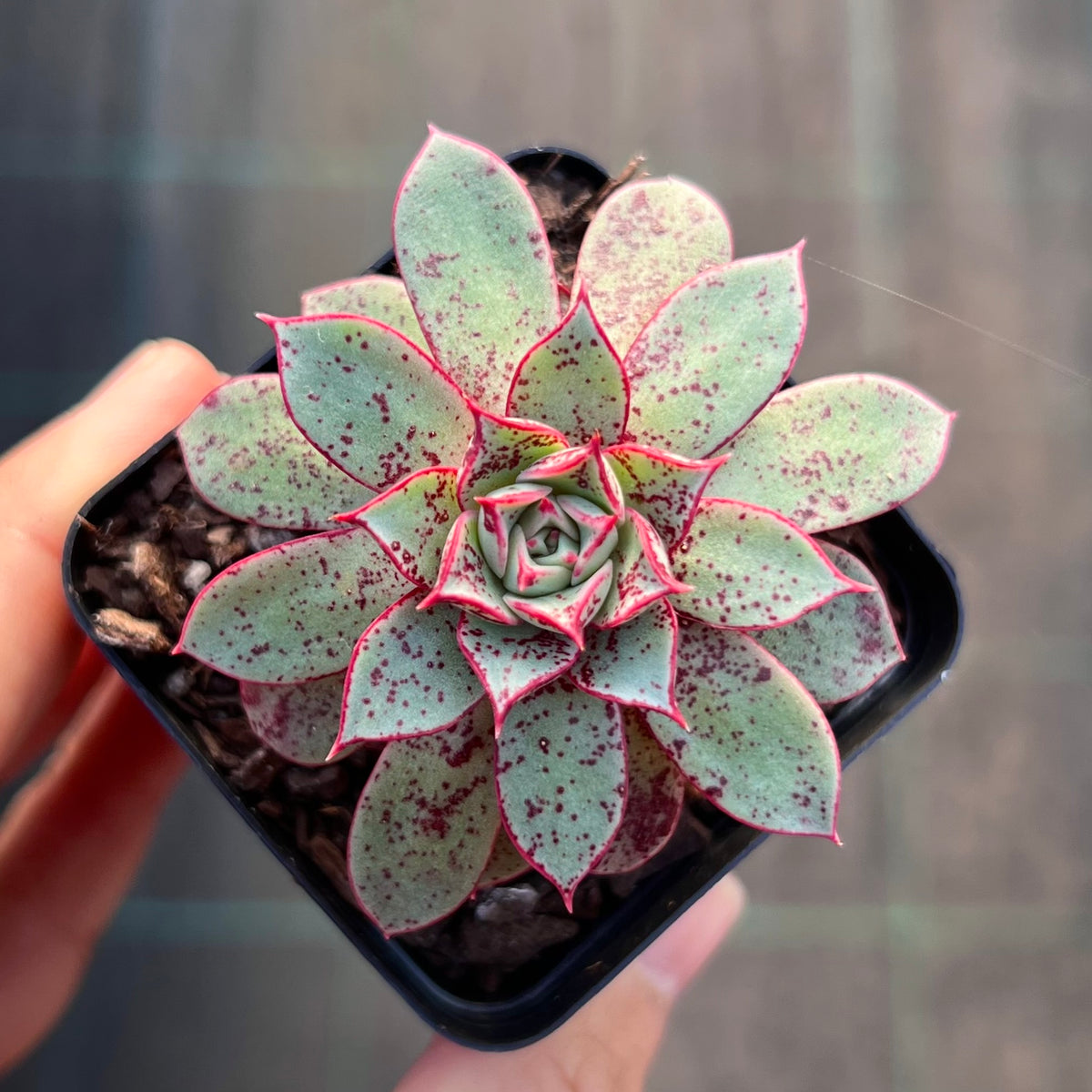 Echeveria longissima var. aztatlensis – RNT SUCCULENTS