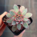 Echeveria longissima var. aztatlensis