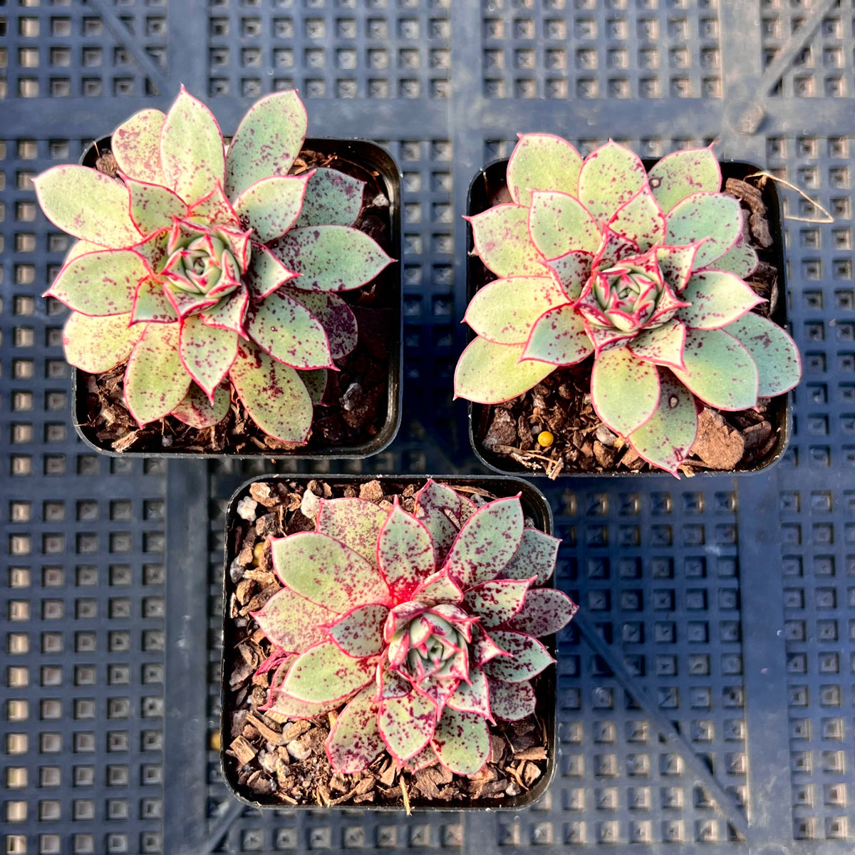 Echeveria longissima var. aztatlensis – RNT SUCCULENTS
