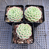 Echeveria minima C