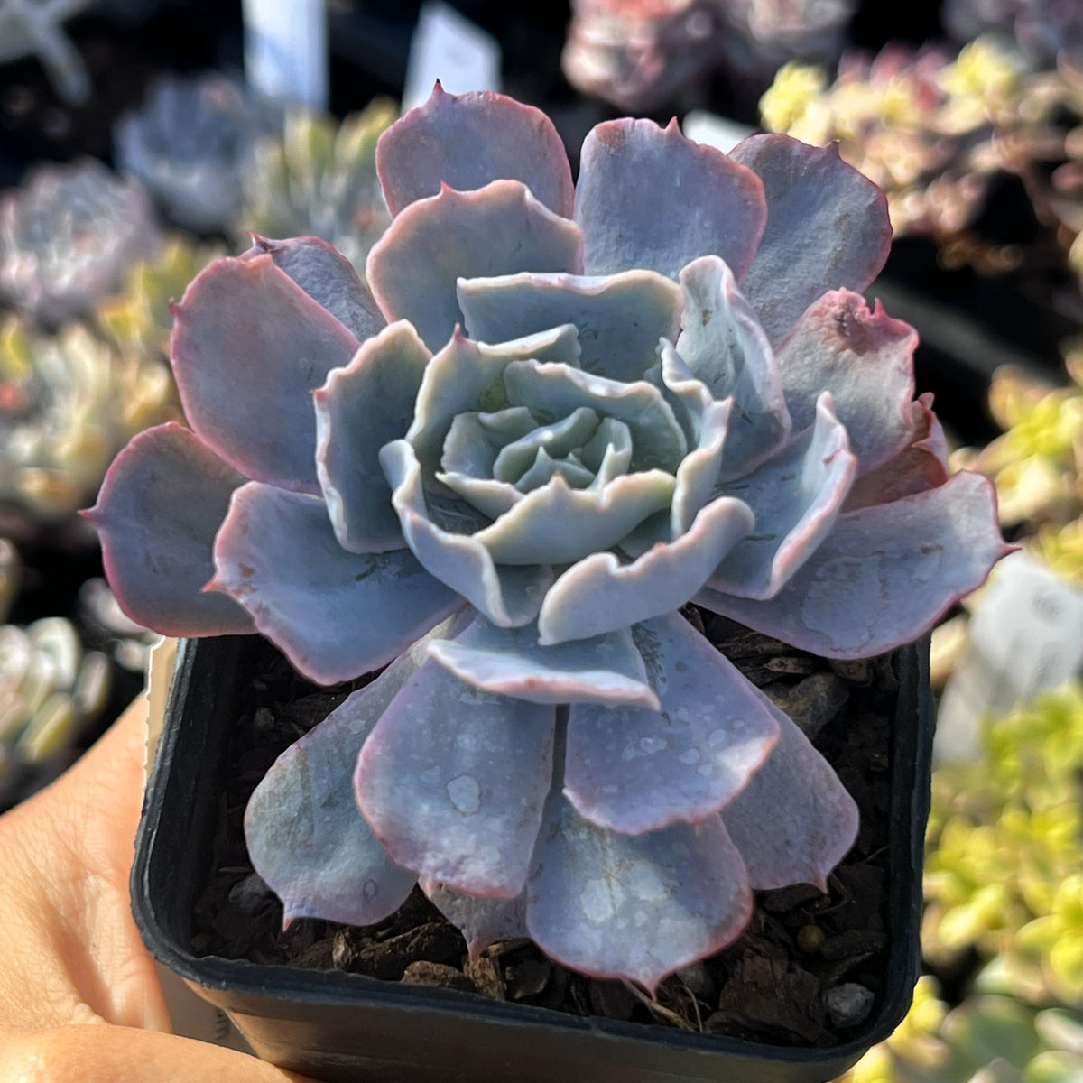 Echeveria blue heron – RNT SUCCULENTS