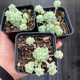 Echeveria caramel elf
