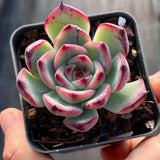 Echeveria fire pillar semi monstrose