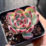 Echeveria fire pillar semi monstrose