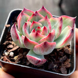 Echeveria fire pillar semi monstrose