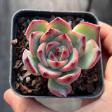 Echeveria fire pillar semi monstrose