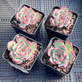 Echeveria fire pillar semi monstrose