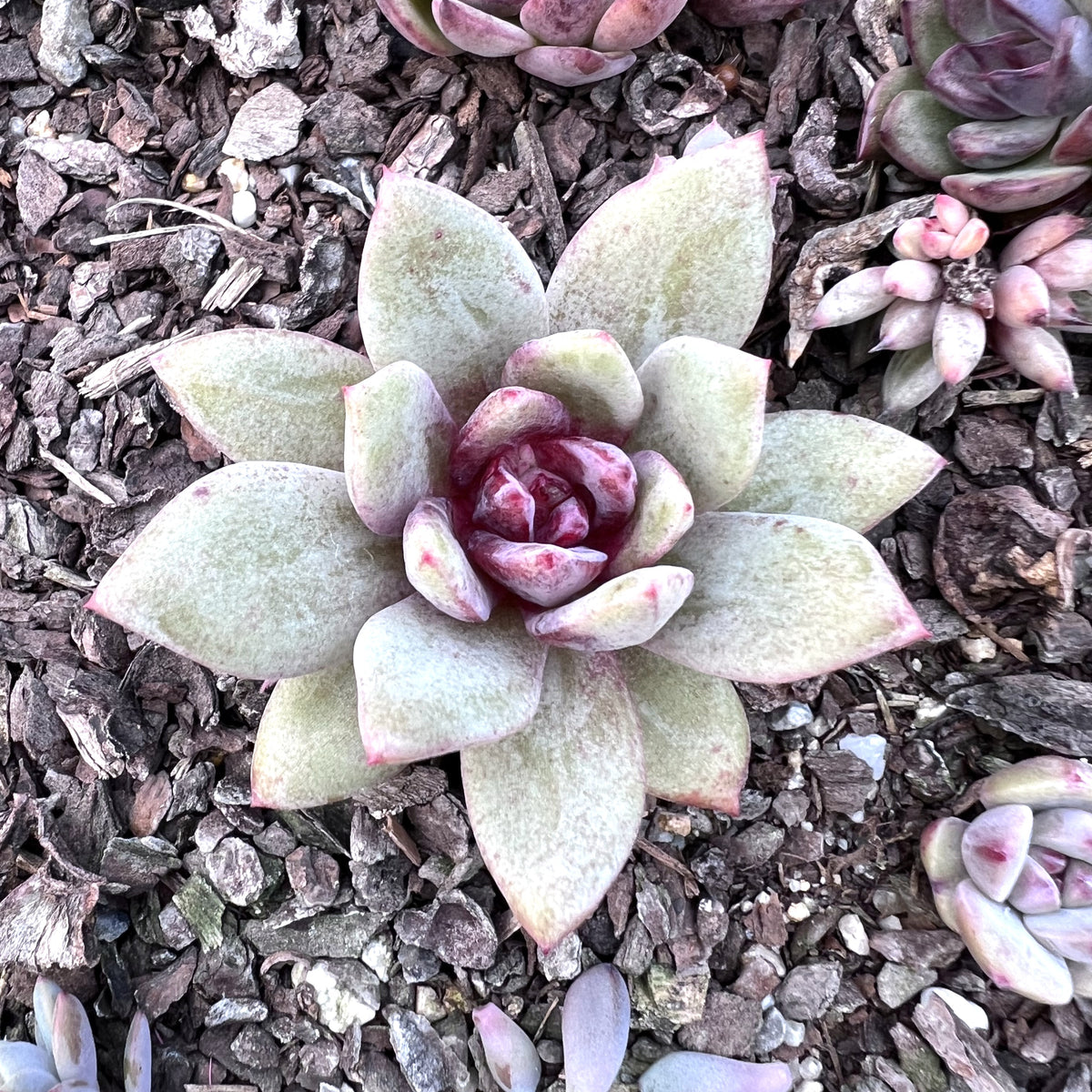 german champagne succulent Echeveria german champagne S – RNT SUCCULENTS