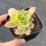 Echeveria Golden Glow Variegata