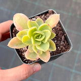 Echeveria Golden Glow Variegata