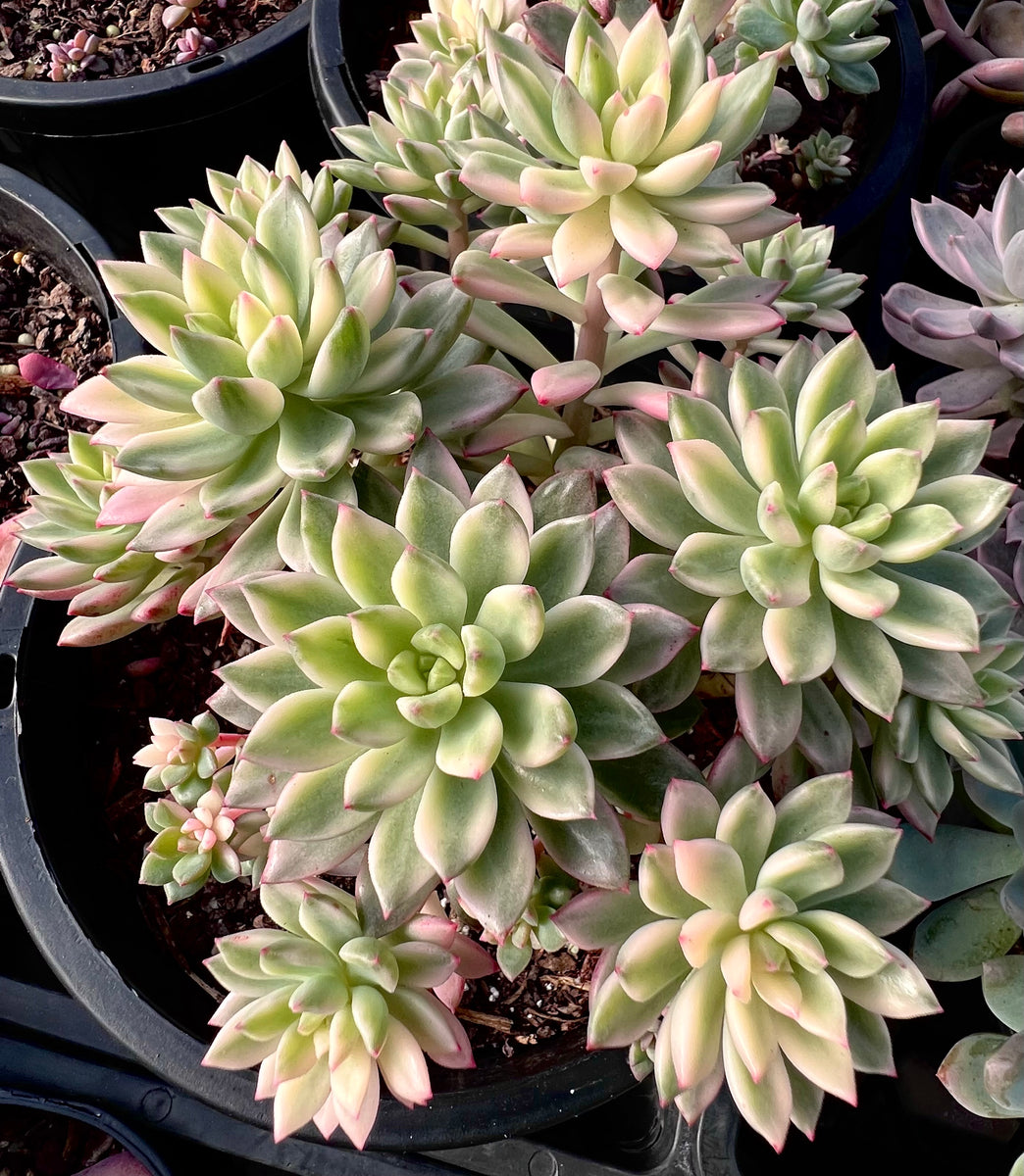 Echeveria green emerald variegata – RNT SUCCULENTS