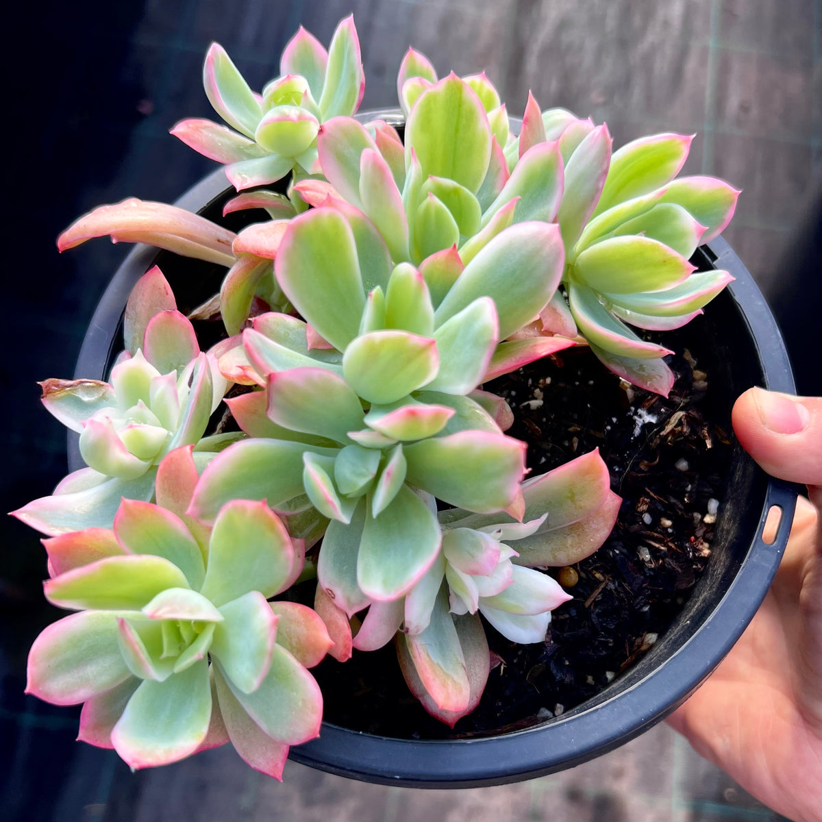 Echeveria lemon lime variegated – RNT SUCCULENTS