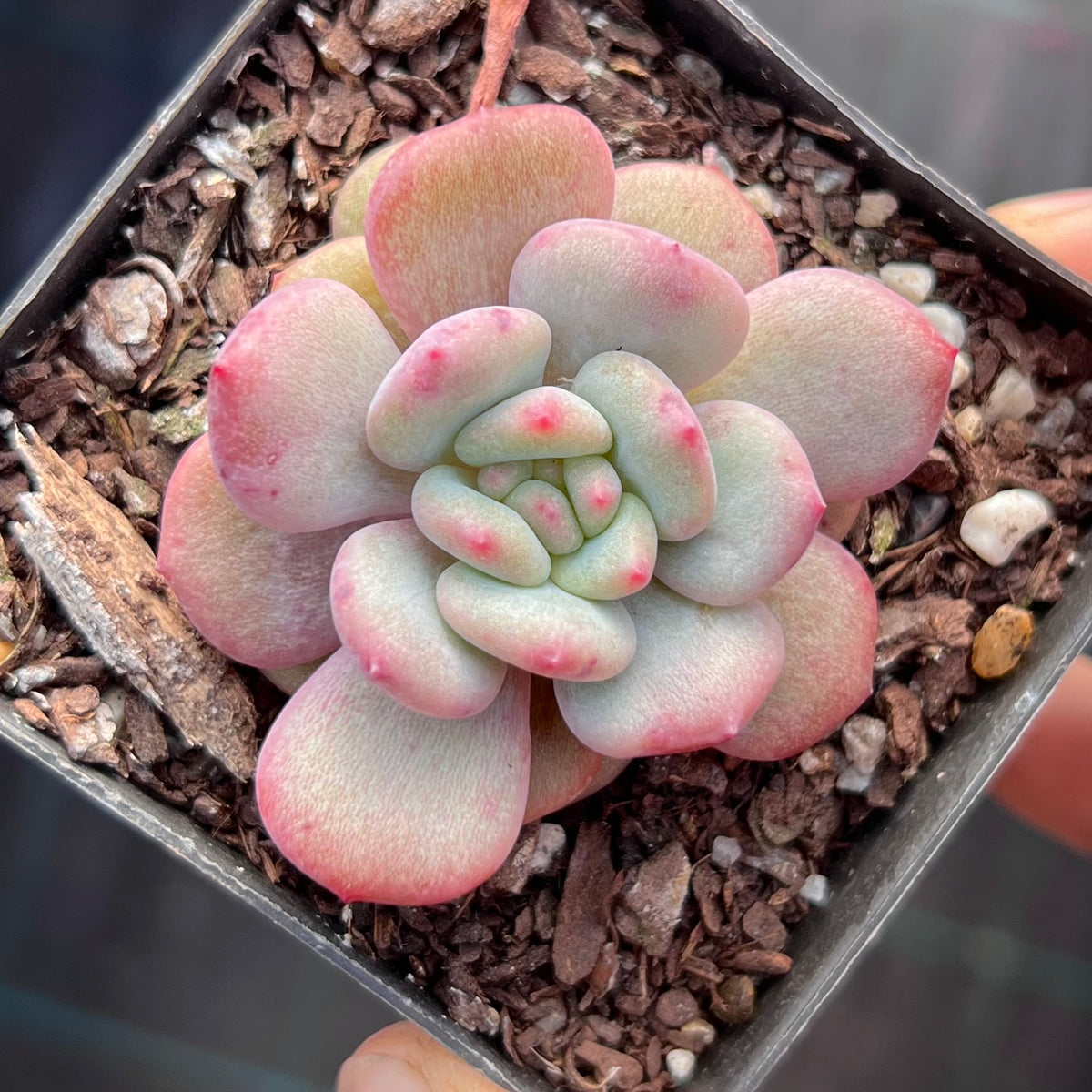 Echeveria Ling Snow Monstrose Rnt Succulents