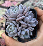 Echeveria Lulu semi monstrose