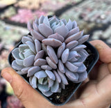 Echeveria Lulu semi monstrose