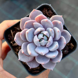 Echeveria Lulu semi monstrose