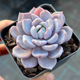 Echeveria Lulu semi monstrose