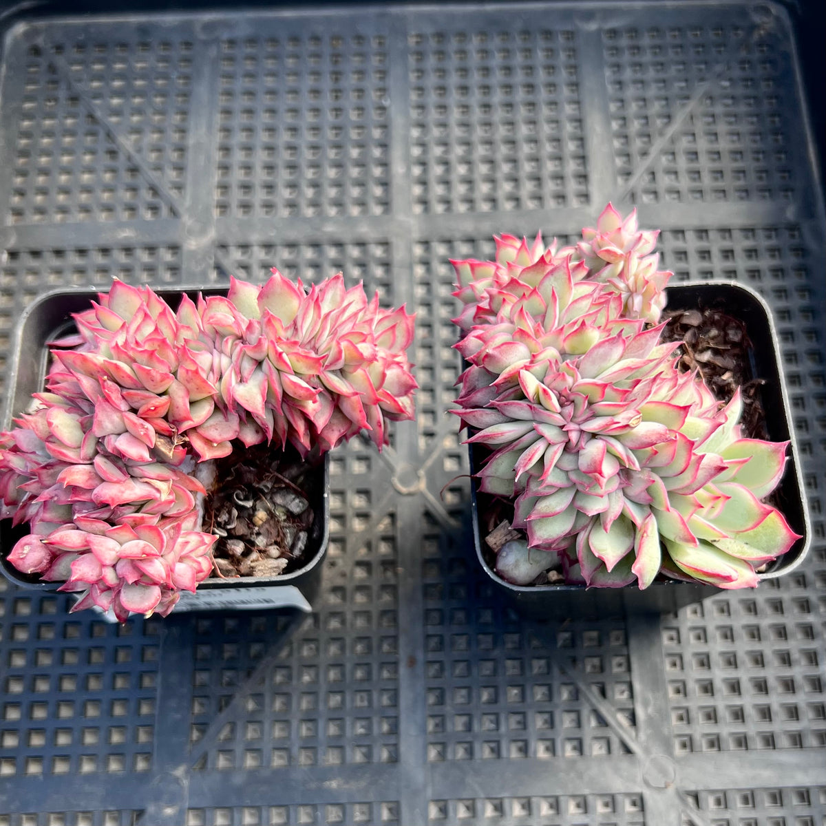 Echeveria Moon Goddess crest – RNT SUCCULENTS