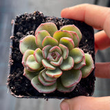 Echeveria moranii monstrose