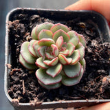 Echeveria moranii monstrose