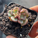 Echeveria moranii monstrose