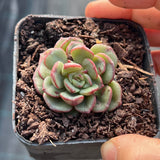 Echeveria moranii monstrose