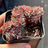 MELBOURNE SYDNEY ADELAIDE QUEENSLAND CANBERRA VICTORIA NSW QUEENSLAND SOUTH AUSTRALIA ACT SUCCULENT 多肉 墨尔本 维多利亚 澳洲 澳大利亚 悉尼 新南威尔士 阿德莱德 南澳 昆士兰 布里斯本 黄金海岸 多肉植物 堪培拉 Echeveria mozel crest 摩泽尔缀化