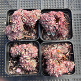 Echeveria Mozel crest