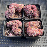 Echeveria Mozel crest