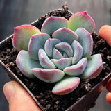 Echeveria purple fairy monstrose