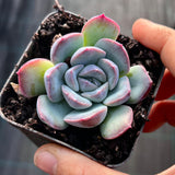 Echeveria purple fairy monstrose