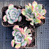 Echeveria purple fairy monstrose
