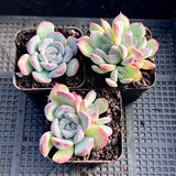 Echeveria purple fairy monstrose