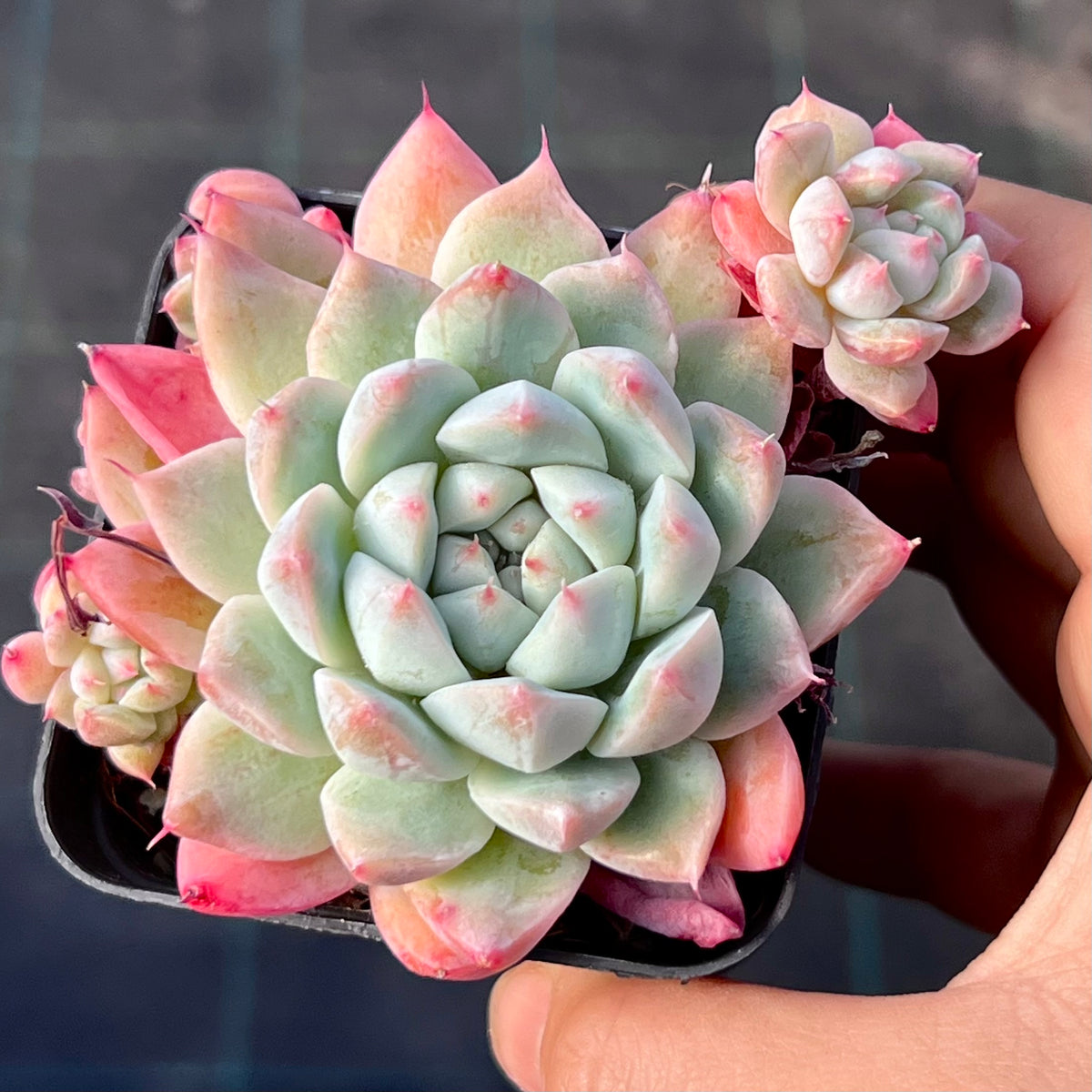 Echeveriarumengling_6_1200x120