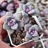 G. p. bernalense monstrose - Cutting x 1