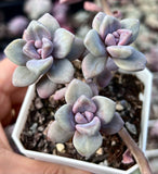 G. p. bernalense monstrose - Cutting x 1