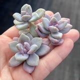 G. p. bernalense monstrose - Cutting x 1