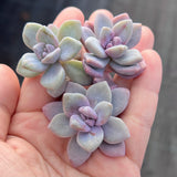 G. p. bernalense monstrose - Cutting x 1