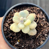 Graptopetalum amethystinum variegate
