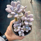 Graptopetalum 'custard'
