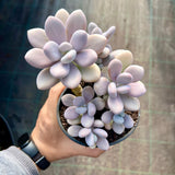 Graptopetalum 'custard'