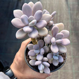 Graptopetalum 'custard'