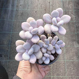 Graptopetalum 'custard'