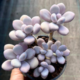 Graptopetalum 'custard'