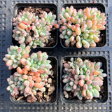 Graptopetalum pachyphyllum 'blackberry'